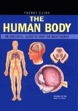 Human body - pocket