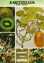 Η Aκτινιδιά - Kiwi Fruit